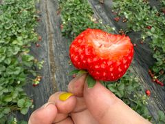 -田趣农庄草莓采摘园