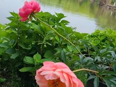 -上海鲜花港