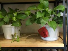-管氏翅吧(国展店)