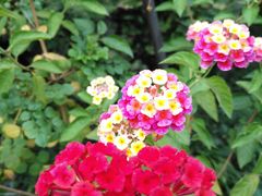 -漫渡庄绿岛花园•隐世庭园菜(滨湖店)