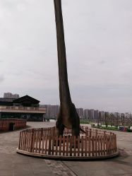 -恐龙探索乐园(磁器口店)