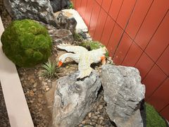 -厝小满.姜母鸭/泉州菜(桥南店)