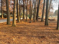 -BOPEYE·波派炸鸡(九霄天地店)