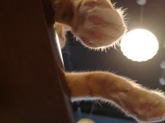 -Cappucimeow猫咪咖啡馆(韦伯时代店)