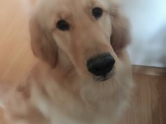 -欧奕国际动物医院