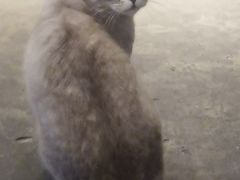 -脉冲品质汽美·贴膜(闵行店)