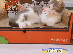 -COLOR PETS 撸猫馆·购猫·猫咖(长风大悦城店)