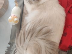 -飞行喵MR PILOT|猫舍·猫咖(静安大融城店)