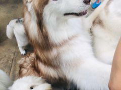 -TrueLove @ Neverland (Husky Cafe)