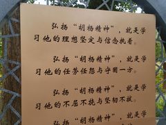 -金塔沙漠胡杨林景区