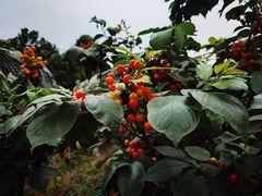 -紫颐香薰山谷景区