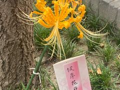 -西安大兴善寺