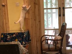 -猫色咖啡·猫咖