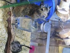 -酷以爬仙阁实体爬宠店·守宫·蜥蜴·专业繁育