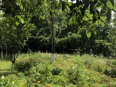 -花溪公园