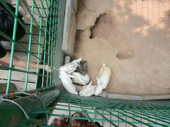 -石家庄市动物园