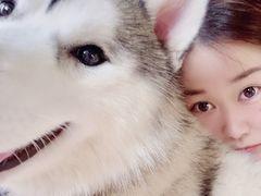 -Husky Go! 哈士奇体验馆·宠物咖啡厅狗咖