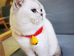 -鼓捣猫呢主题猫咖店