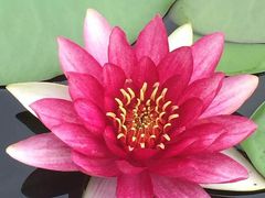 -武清南湖绿博园