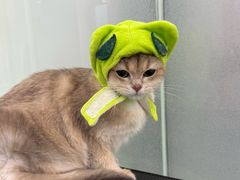 -爱洗澡的猫(望京店)