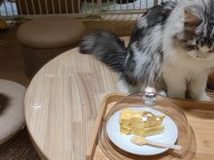 -猫腻·猫咖·撸猫馆(星光大道店)