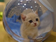-飞行喵MR PILOT|猫舍·猫咖(静安大融城店)