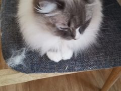 -滚猫咖啡·猫咖·猫友好撸猫(未来城店)