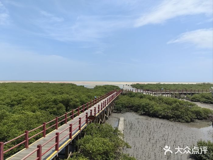 北海金海湾红树林生态旅游区图片