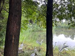 -溱湖国家湿地公园