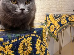 -平行世界·猫咖(首经贸店)