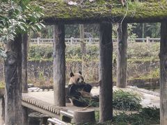 -中国大熊猫保护研究中心雅安碧峰峡基地