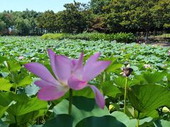 -上海鲜花港