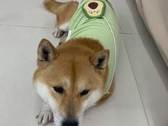 -怪兽屋·羊驼·猫咖·狗咖(俊华广场店)