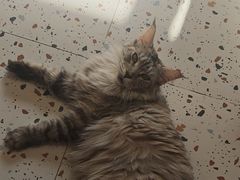 -毛绒耶耶撸宠馆·猫咖·狗咖·荷兰猪咖