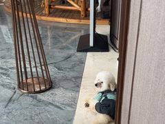-上海崇明金茂凯悦酒店