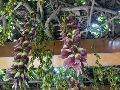 -广州神农草堂中医药博物馆