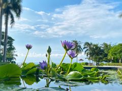 -三亚海棠湾万丽度假酒店