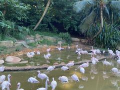 -新加坡飞禽公园