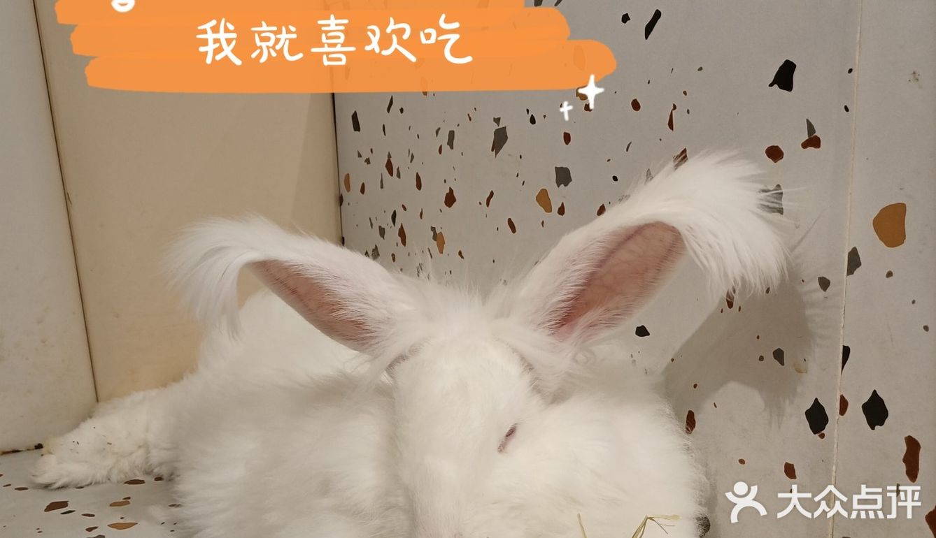 我是一只可爱的兔兔