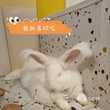 我是一只可爱的兔兔