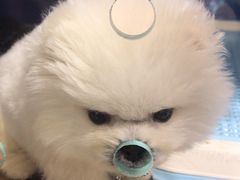 -FAELING PETS美天灵宠物(富力广场店)