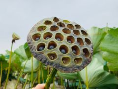 -洪湖生态旅游区