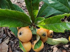 -塘栖枇杷特色园区