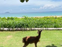 -三亚亚龙湾天域度假酒店