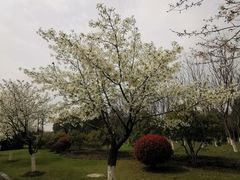 -贡湖湾湿地公园