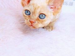 -十年猫舍·猫咪专门店(普陀店)
