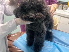 -达爱动物医院·犬猫分区·CT·复杂眼科(远洋山水分院)