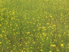 -济南国际园博园