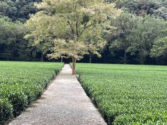 -随意茶庄·地道杭帮农家菜(梅家坞店)
