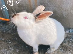 -前小桔亲子创意农场·草莓采摘·露营烧烤